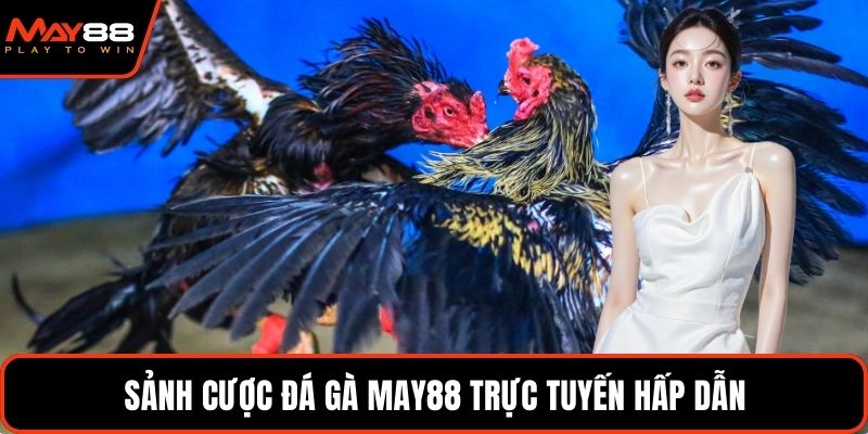 Sảnh cược đá gà May88 trực tuyến hấp dẫn