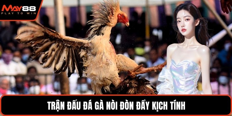 Trận đấu đá gà nòi đòn đầy kịch tính