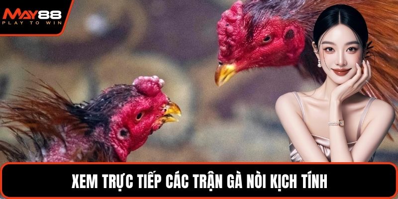 Xem trực tiếp các trận gà nòi kịch tính
